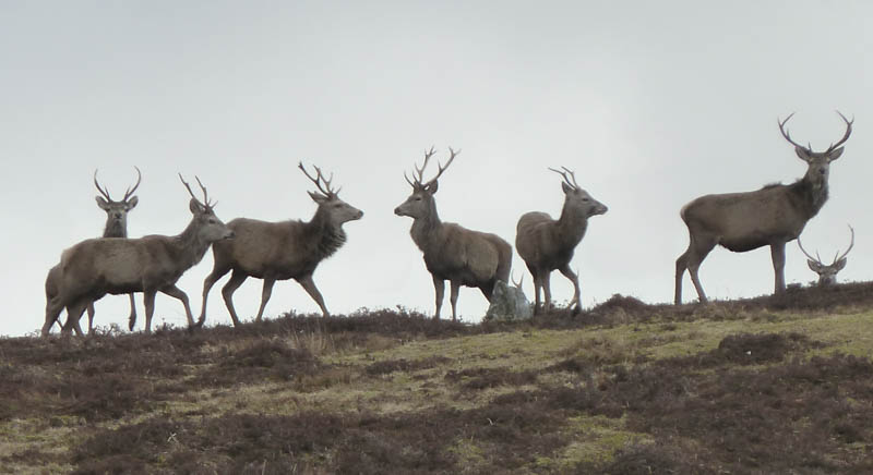 Stags