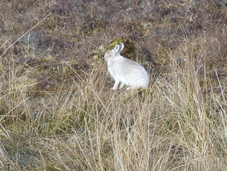 Mountain Hare