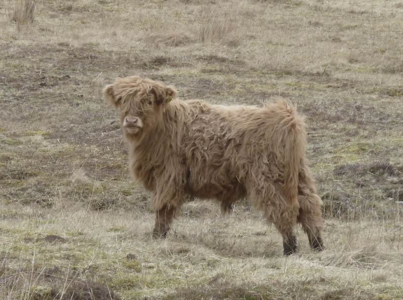 Highland Bull Calf