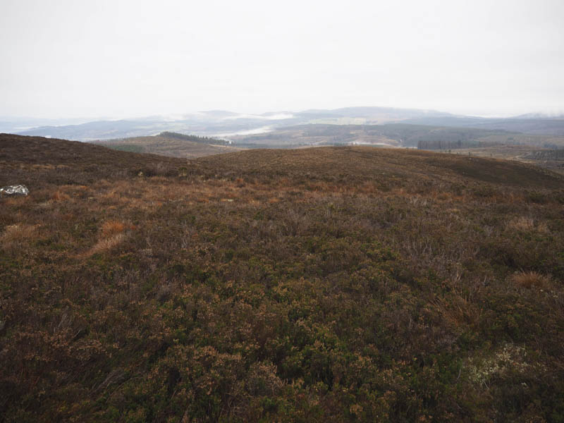 Boblainy Forest