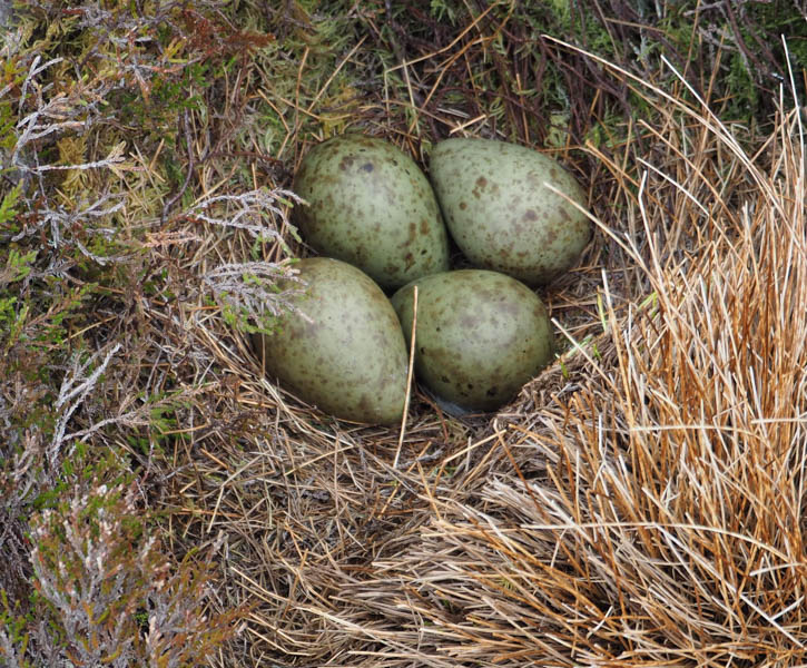 Curlew's nest