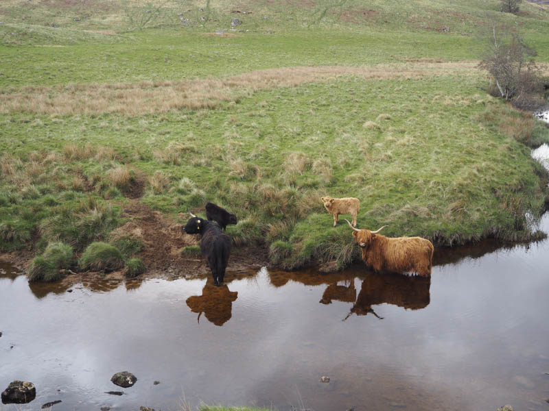Allt Chomraidh. Highland cows and calves