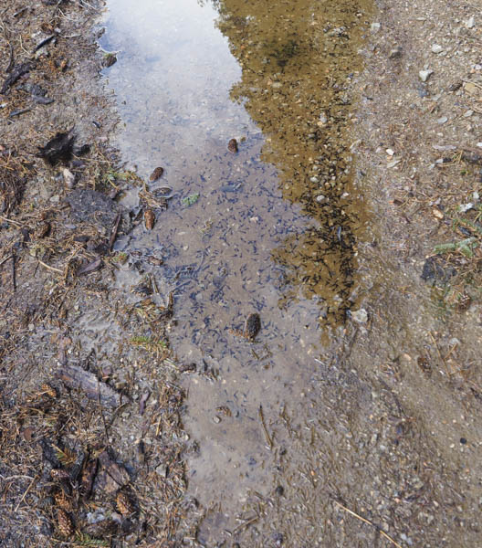 Tadpoles, unlikely to survive there