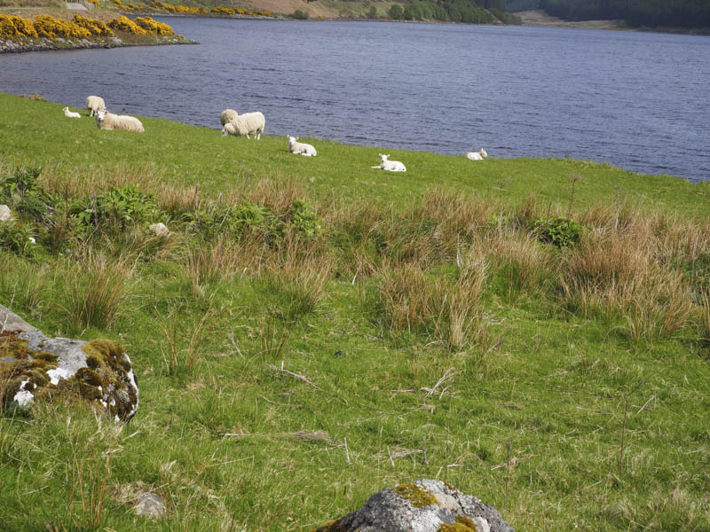 Sheep and lambs at edge of Loch Beannacharain