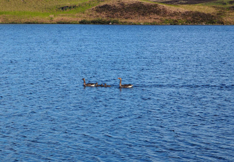 Ducks in Loch Tarff.
