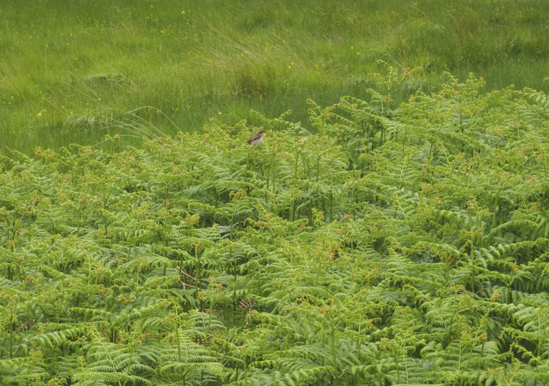 Stonechat