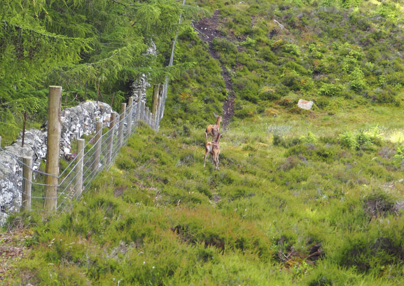 Deer calves