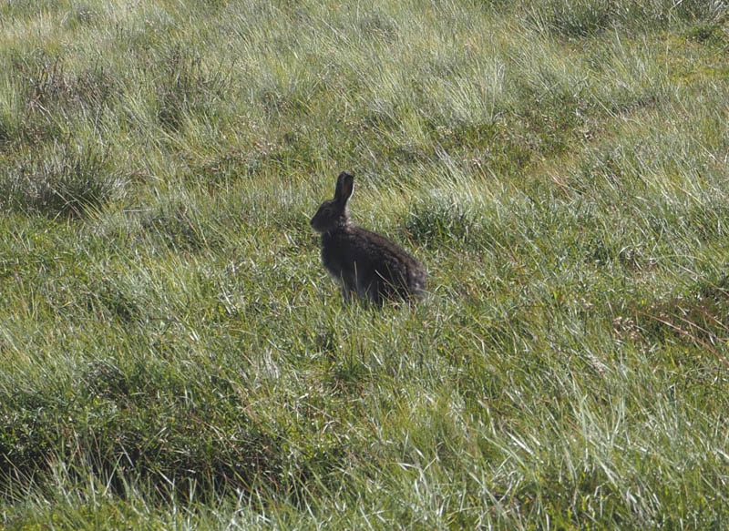 Mountain Hare