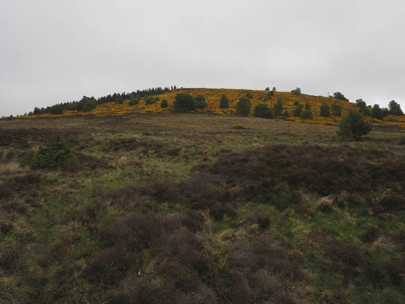 Gorse covered Beinn Mhor South Top