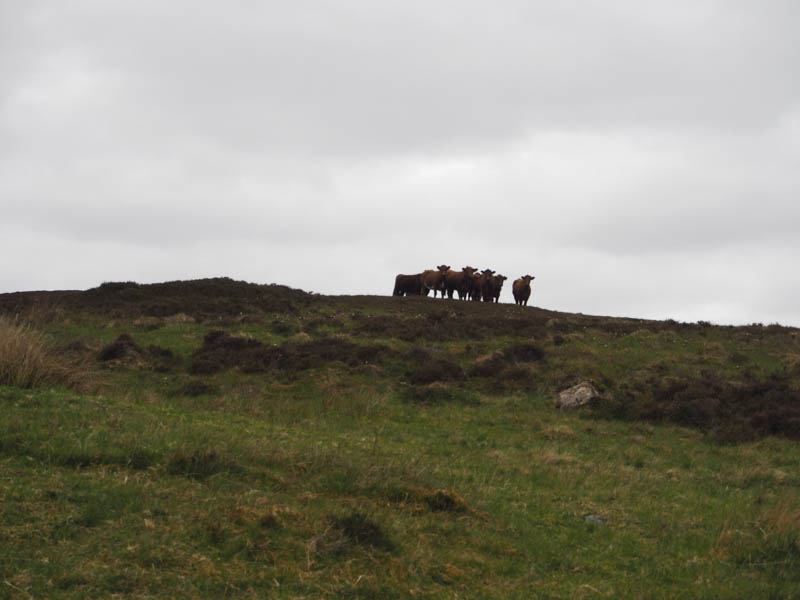 Watched by cattle