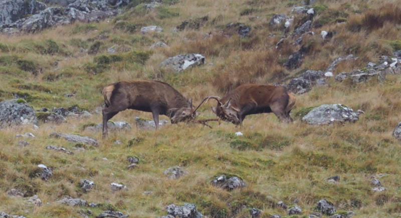 Stags fighting