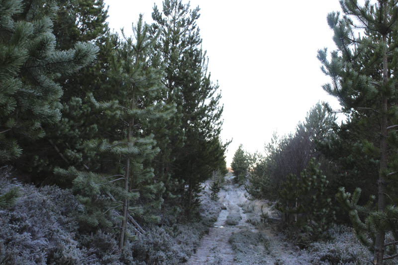 Track continues through the wood