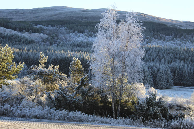 Frosted Silver Birch Tree