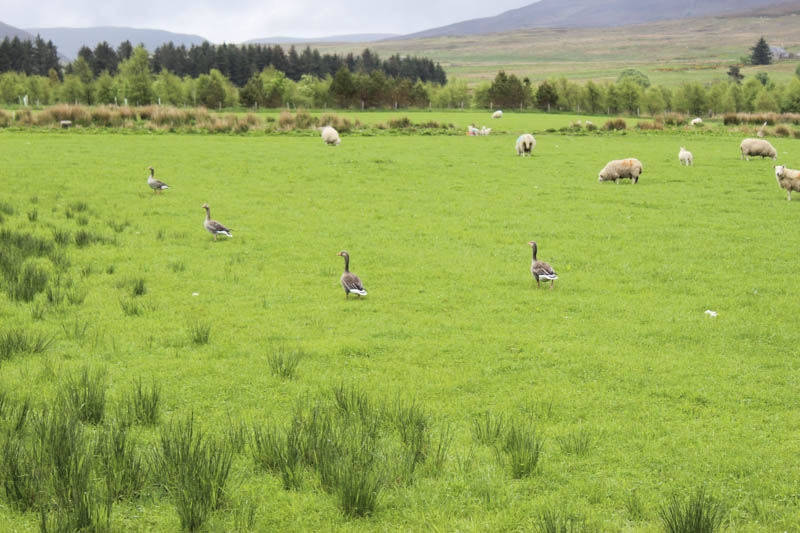 Geese and sheep