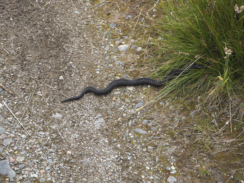 Adder