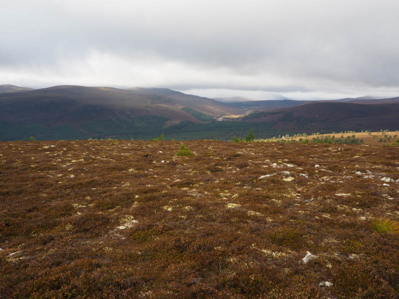 Glen Lui