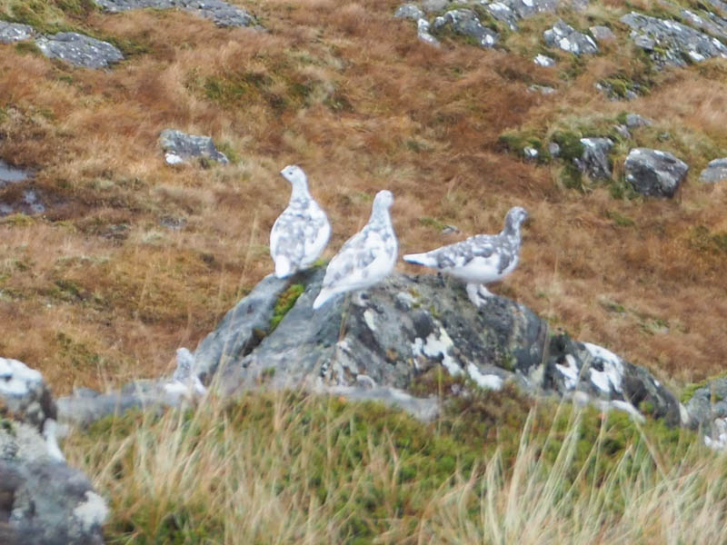 Ptarmigan