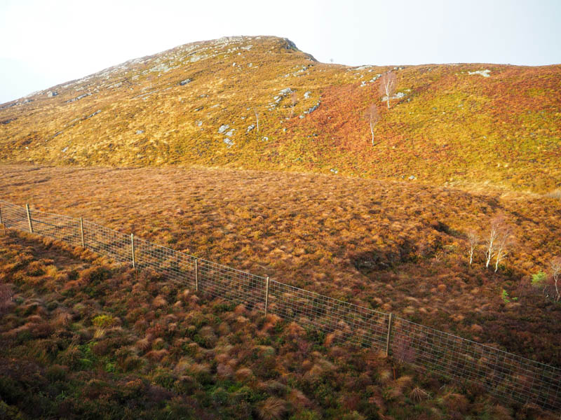 Deer fence and final approach to Creag a' Chaoruinn