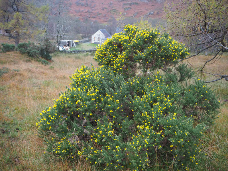 November, - Gorse flowering