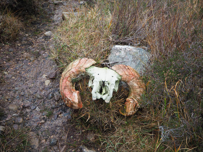 Ram skull