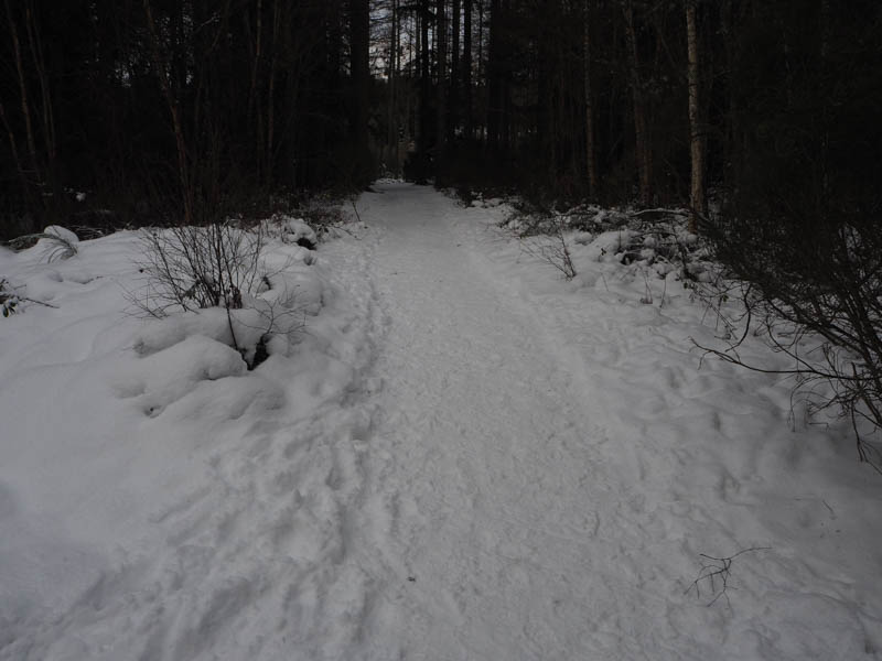 Track through the trees