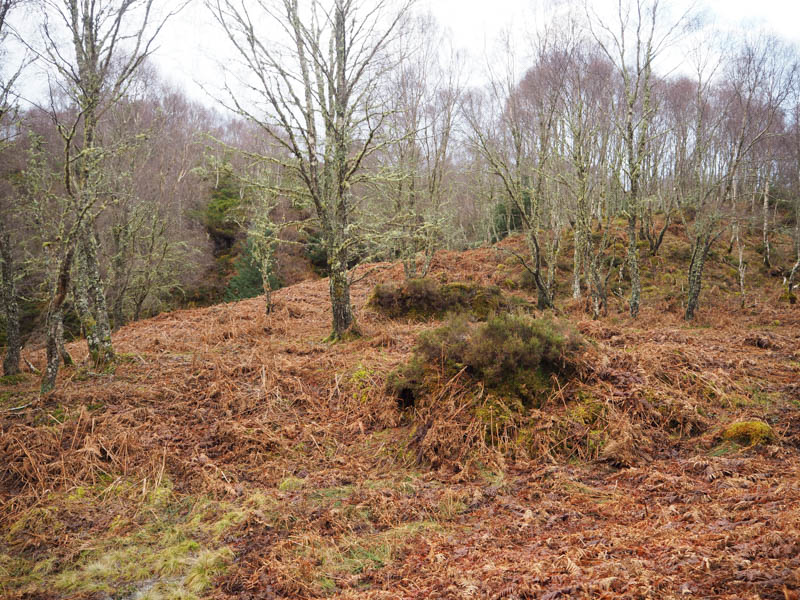 Route through dead bracken and birch trees