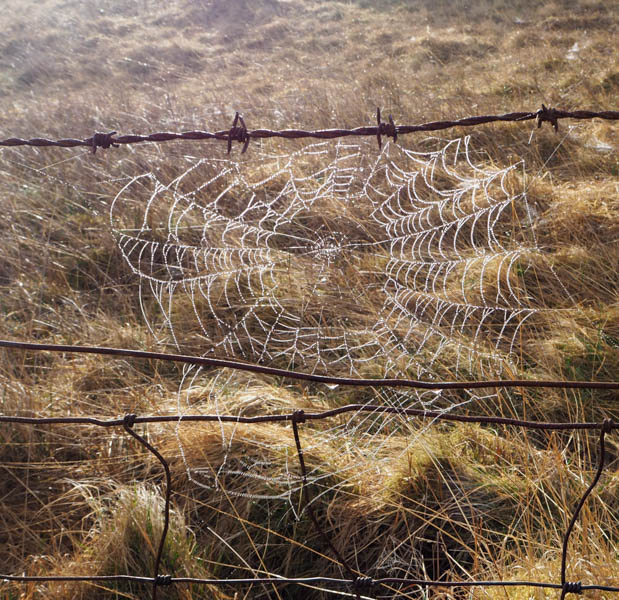 Spiders Web on fence