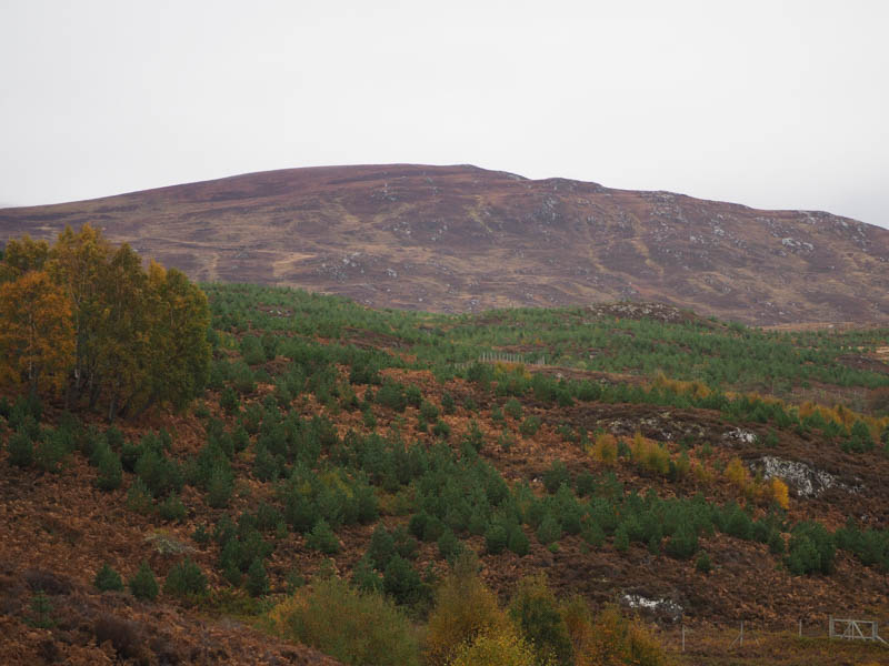Plantation and Beinn a' Chlaonaid