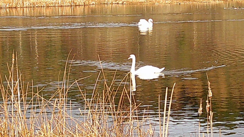 Swans in Loch Kinellan